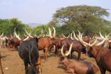 Ituri : plus de 400 vaches pillées par des hommes armés à Basili