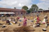 Djugu: des larmes au sourire, Bedu Ezekere s'habitue peu à peu à l'accalmie (constat)