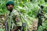 Le Parc des Virunga « secoué » par l’activisme des groupes armés avec au moins 200 écogardes tués