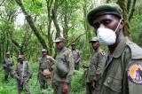 Parc des Virunga : les écogardes de l’ICCN reprennent la zone de Chanika jadis occupée par des Maï-Maï