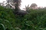 Kongo-Central : un enfant de 16 ans tué par un éléphant en divagation dans les forêts de Lukula