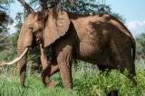 Tshela : un éléphant en divagation dévaste des champs à Mbulu-Kitadi