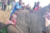 Nord-Kivu : l’organisation TARDC condamne l’abattage d’un éléphant dans le Parc National des Virunga et appelle à des sanctions contre les auteurs