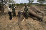 Mambasa : un éléphant ayant longtemps semé mort d’hommes abattu par les habitants