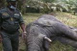 Liberia : deux hommes arrêtés pour avoir tué des éléphants