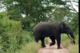 Ankoro : le conflit homme-élephant loin d'être fini