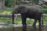 Le Botswana lève l'interdiction de chasser l'éléphant