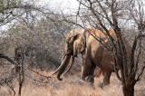 Braconnage des éléphants : l’Afrique perd chaque année 25 millions de dollars de recettes touristiques