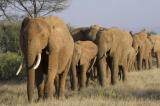 Les éléphants des savanes d'Afrique ont décliné de 30% entre 2007 et 2014