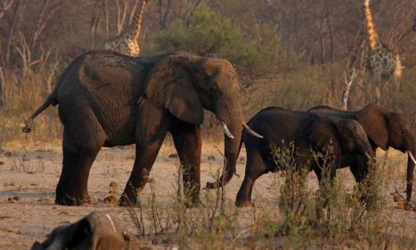 Infos congo - Actualités Congo - Harare, Zimbabwe-Zimbabwe : 200 éléphants tués par la sécheresse