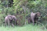 Tanganyika : plusieurs hectares de champs ravagés par les éléphants en divagation à Kabalo
