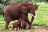 Kenya : rare naissance d'éléphants jumeaux