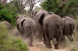 Haut-Lomami : des éléphants en divagation envahissent à nouveau le territoire de Malemba-Nkulu
