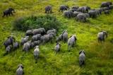 Près de 600 éléphants de savane en provenance de l’Ouganda retournent au parc des Virunga