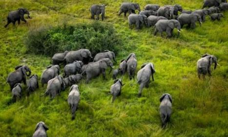 Infos congo - Actualités Congo - -Près de 600 éléphants de savane en provenance de l’Ouganda retournent au parc des Virunga