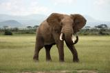 Le Botswana ré-autorise la chasse à l'éléphant dans son territoire