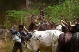 Nord-Ubangi : invasion des éleveurs Mbororos inquiète la population de Yakoma