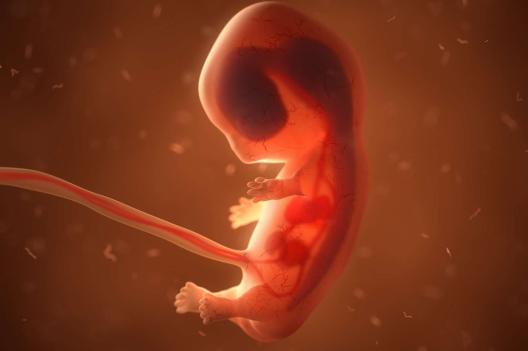 Une révolution ? Des scientifiques créent un embryon humain synthétique !
