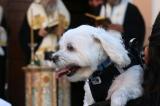 En Espagne, un juge ordonne la garde partagée d'un chien dans une décision rare