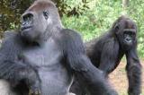 Nord-Kivu : Plusieurs espèces animales menacées de disparition dans le parc national de Virunga
