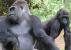 -Nord-Kivu : Plusieurs espèces animales menacées de disparition dans le parc national de Virunga