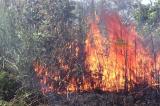 Kabinda territoire : 4 élèves meurent dans un feu de brousse à Mulemba