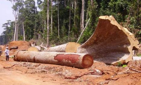 Infos congo - Actualités Congo - -Forêts tropicales: le rythme de destruction est particulièrement inquiétant en RDC (WRI)