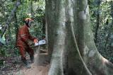 Bassin du Congo : des forêts détruites par le chevauchement des activités humaines