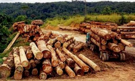 Infos congo - Actualités Congo - -L'exploitation du bois de rose a-t-elle repris?