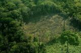 L'appétit des pays riches, moteur de la déforestation des tropiques