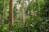 La RDC, un géant forestier d'Afrique centrale perd la tête de la COMIFAC