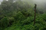 Clôture du projet de renforcement des connaissances et des capacités sur le cadre juridique de gestion des forêts en RDC