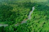 Sauvegarde de l'écosystème : la RDC réclame 21 milliards USD de compensation financière à la communauté internationale