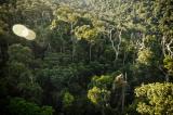 Greenpeace dénonce l’attribution de nouvelles concessions forestières