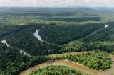 La RDC a perdu plus des 10 millions d’hectares des forêts entre 1990 et 2010 (FONARED)