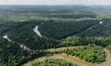 Infos congo - Actualités Congo - -La RDC peine à protéger sa forêt tropicale, vitale pour le climat