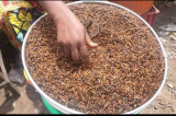 Kasaï-Oriental : les fourmis ailées constituent une source inépuisable des protéines d’origine animale (une nutritionniste)