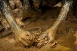 Ghana : une mine s'effondre, dix-sept personnes portées disparues