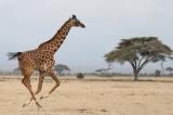 Quatre espèces de girafes découvertes