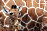 Un petit mâle girafe Masaï est né à San Diego