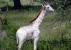 -Tanzanie : une girafe blanche rarissime naît dans un parc national