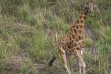 Parc national de la Garamba: vers une disparition des dernières girafes du Congo ?