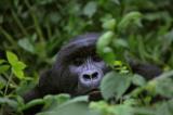 Sauver les grands singes, c’est contribuer au développement de l'Afrique