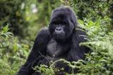 Parc des Virunga : Gorilla Ambassadors alerte sur les menaces du M23 contre les animaux