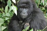 Parc des Virunga: naissance d’un nouveau bébé gorille dans la famille Wilungula