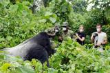 Conservation : quand un reportage sur les gorilles de montagne jette le discret sur le média français TF1