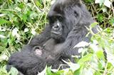 2 nouvelles naissances de gorilles au Parc national des Virunga