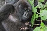 Nord-Kivu : naissance d’un autre bébé de gorille dans le parc des Virunga