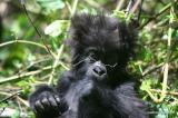 Nord-Kivu : six naissances de gorilles, preuve du retour progressif de la paix au Parc des Virunga (ICCN)