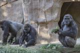 États-Unis: des grands singes vaccinés contre le Covid-19, une première mondiale